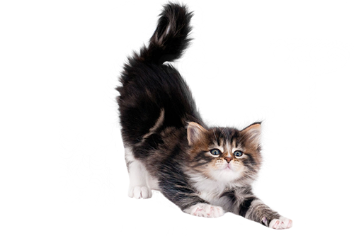 A digital illustration of a small, fluffy kitten with brown and black fur and big, expressive eyes, partially stylized with swirling line art around its body. The image evokes the nurturing care of a A digital illustration of a small, fluffy kitten with brown and black fur and big, expressive eyes, partially stylized with swirling line art around its body. The image evokes the nurturing care of a